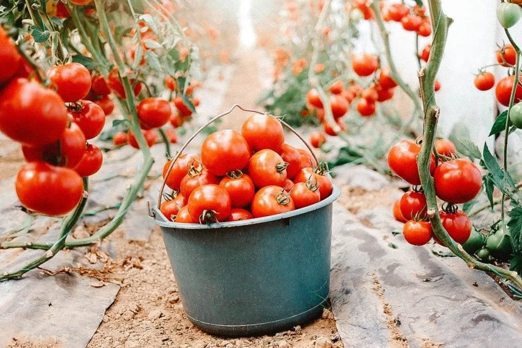 Un seau de tomates fraîchement récoltées dans une serre avec des plants de tomates vibrants.