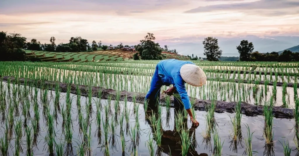 Farmer tending to rice fields in a terraced landscape, with a sunset sky in the background.