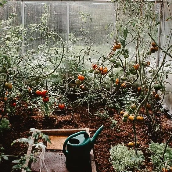 Homegrown tomatoes in a greenhouse with a watering can in the foreground