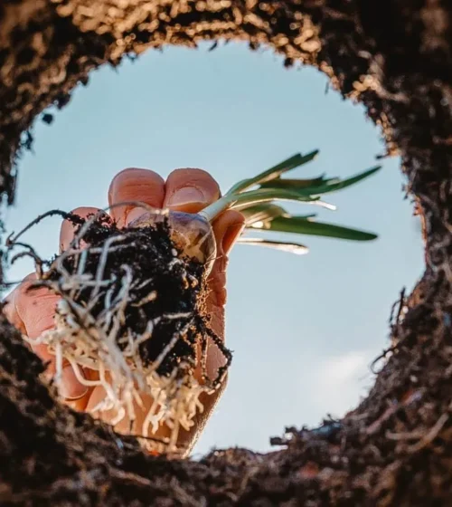 Hand planting a small sprout into the soil, symbolizing self-sufficiency and sustainable living.