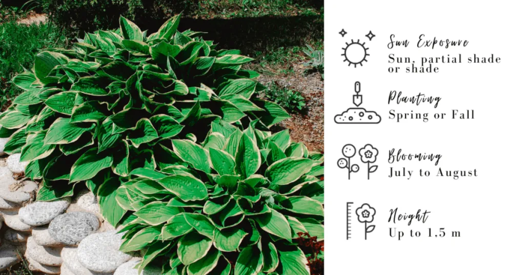 Plantes vertes luxuriantes avec des instructions de soin pour l'exposition au soleil, la plantation, la floraison et la hauteur.